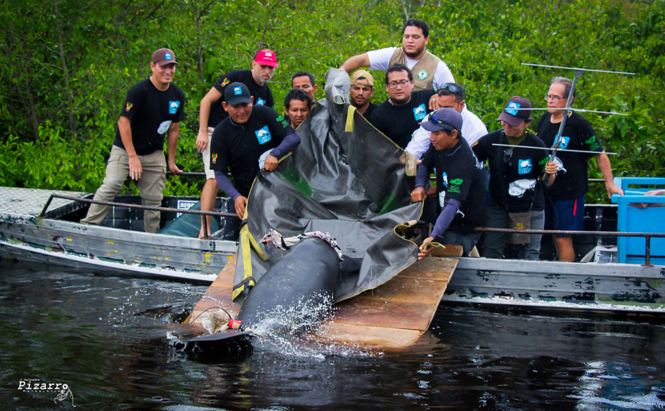 This Earth Day, COVID-19 Reminds Us That Wildlife Trafficking is a "Time Bomb" Hero Image