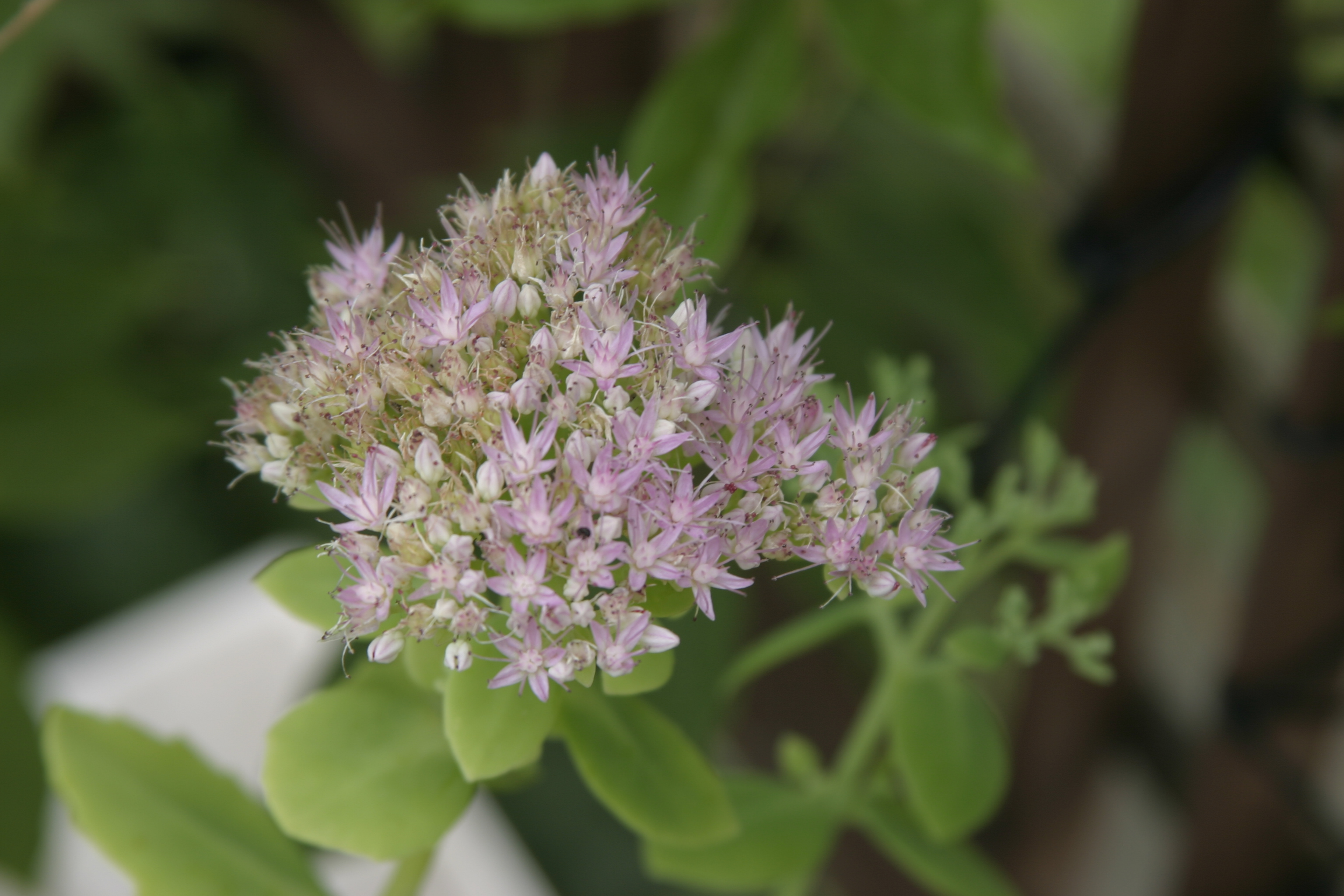 Earth Day Reflection: Making Every Person Part of the Solution Hero Image