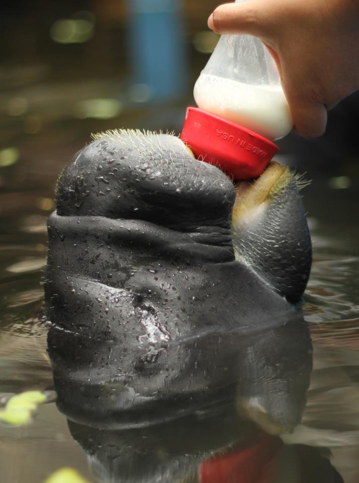 An EduCREA participant feeds a manatee